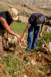 Al-Arz;Iris;Iris-Cedreti;Kaleidos;Kaleidos-images;Lebanon;Middle-East;Near-East;Tarek-Charara;Youssef-Tawk;Flowers;Endemic;Endemic-species;Critically-endangered;Critically-endangered-species